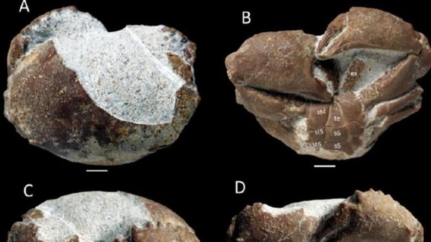 Mallorca descubre los restos fósiles de un cangrejo de hace 35 millones de años nunca antes hallado en la Península Ibérica