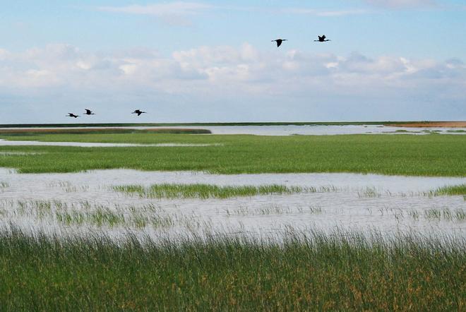 Parque Nacional de Doñana, Los 5 mejores parques naturales de España para el avistamiento de aves migratorias