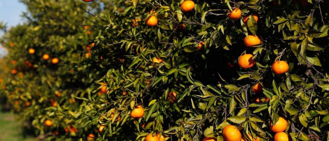 Andalucía supera a la C. Valenciana por primera vez en ayudas de la UE para naranjas