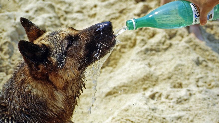 Idees refrescants perquè els gossos suportin millor la calor