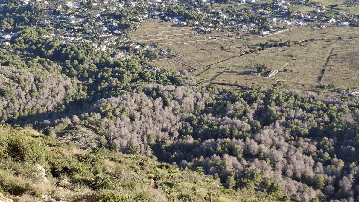 La taca de pins secs i morts en la falda del Montgó de Xàbia