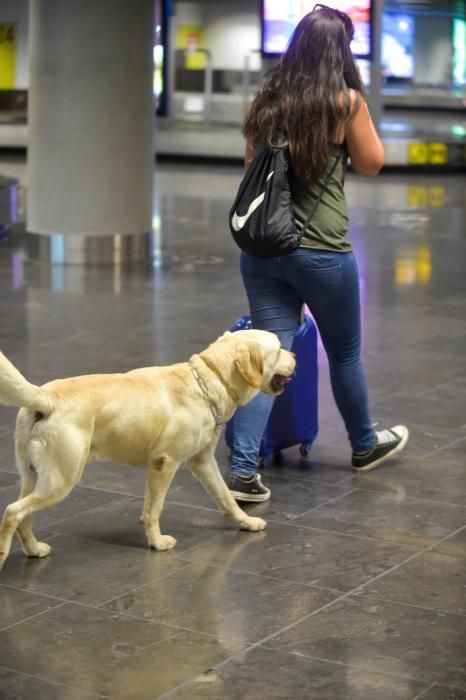 REPORTAJE UNIDAD CANINA AEROPUETO DE GRAN CANARIA