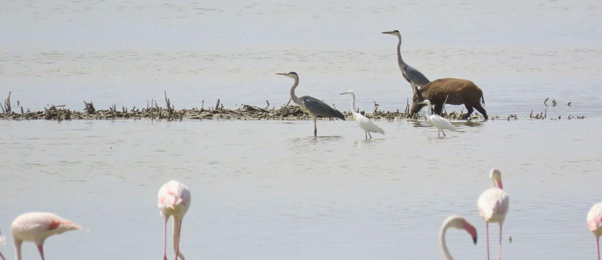 Los jabalíes conviven con flamencos, garzas y otras aves del Parque Natural de El Hondo. | CAROLINA GARCÍA