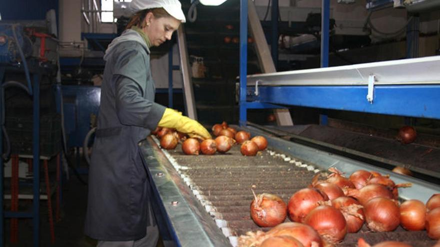 Procesado de cebolla en la cooperativa Horticultores el Torcal de Antequera..