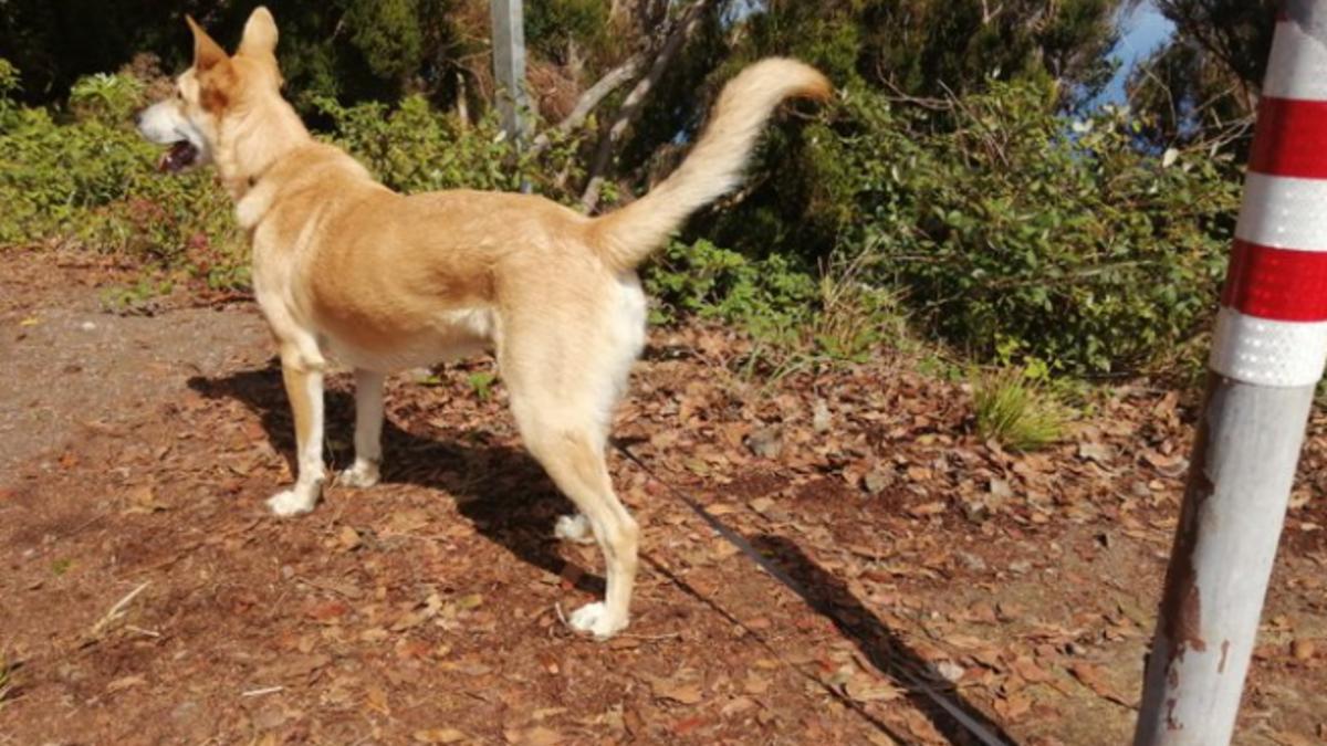 El perro que ha sido localizado este miércoles atado en un poste en Abicor.