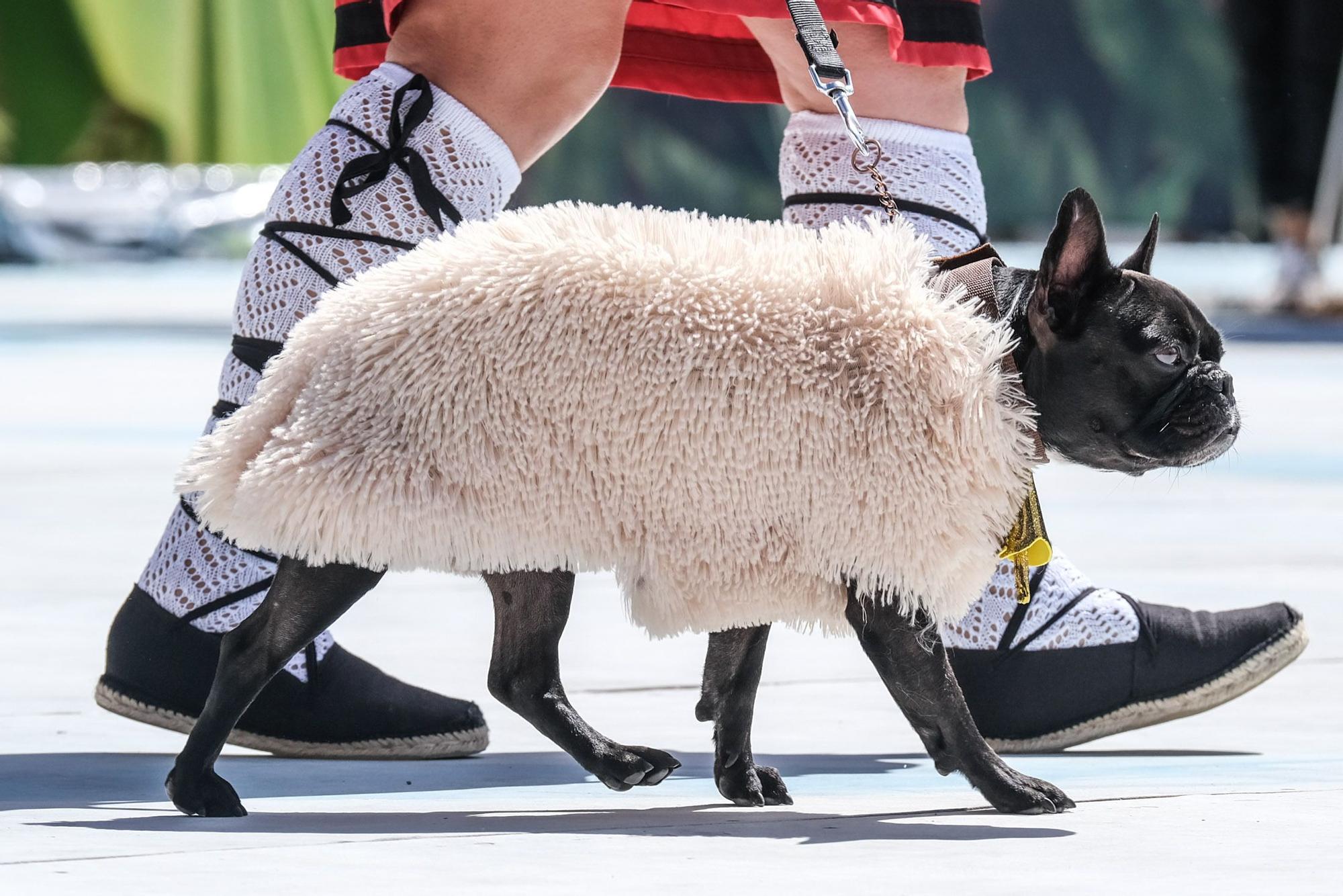 Carnaval Canino de Las Palmas 2022