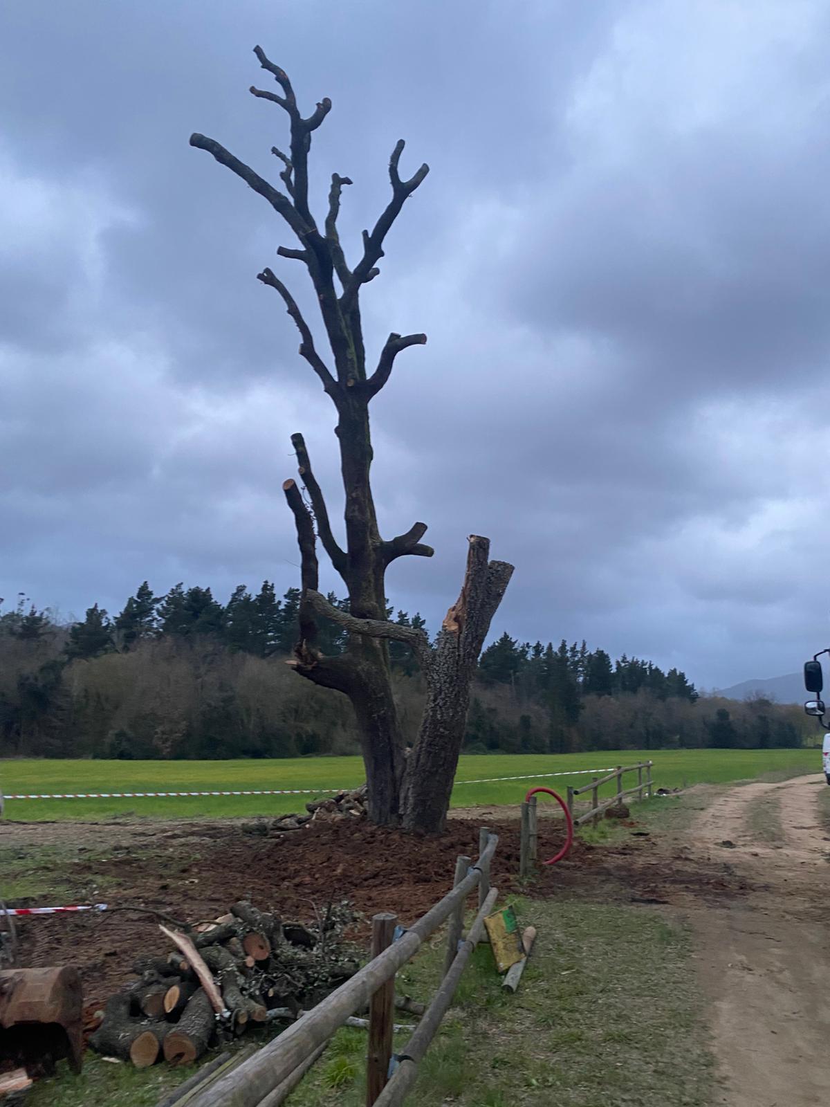 L'arbre, tornat a aixecar.