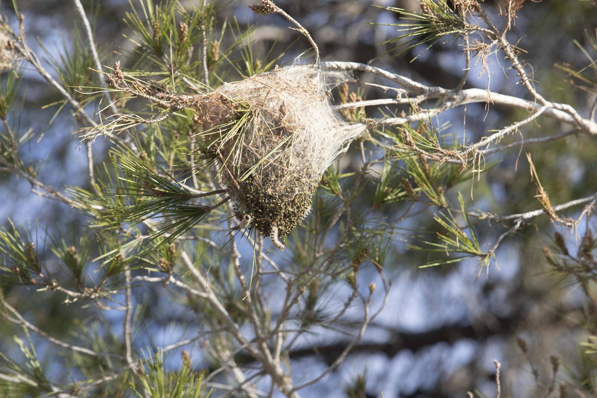 La procesionaria, una plaga que se expande en las zonas naturales