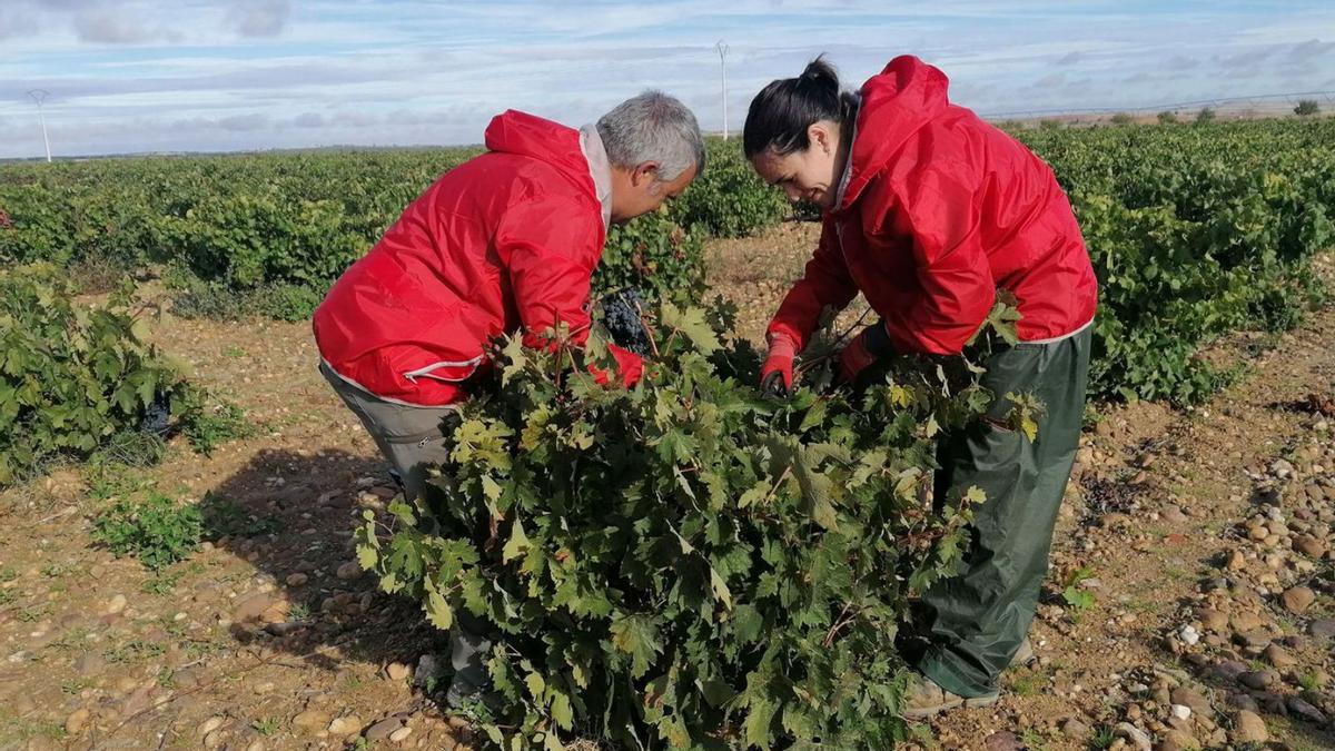 Dos vendimiadores recolectan racimos de uva en una parcela de viñedo durante la última vendimia. | M. J. C.