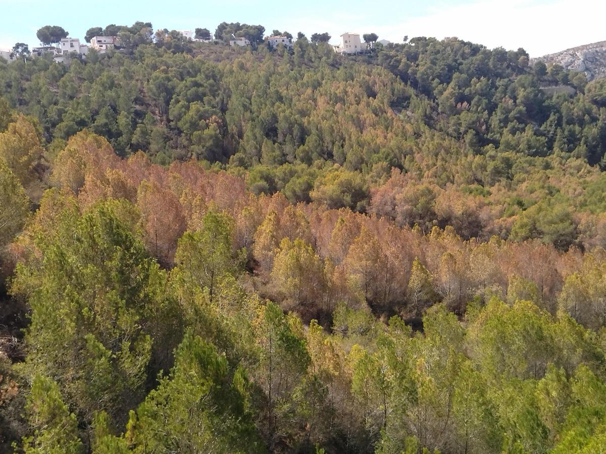 Pinos marrones en la masa forestal de la Granadella