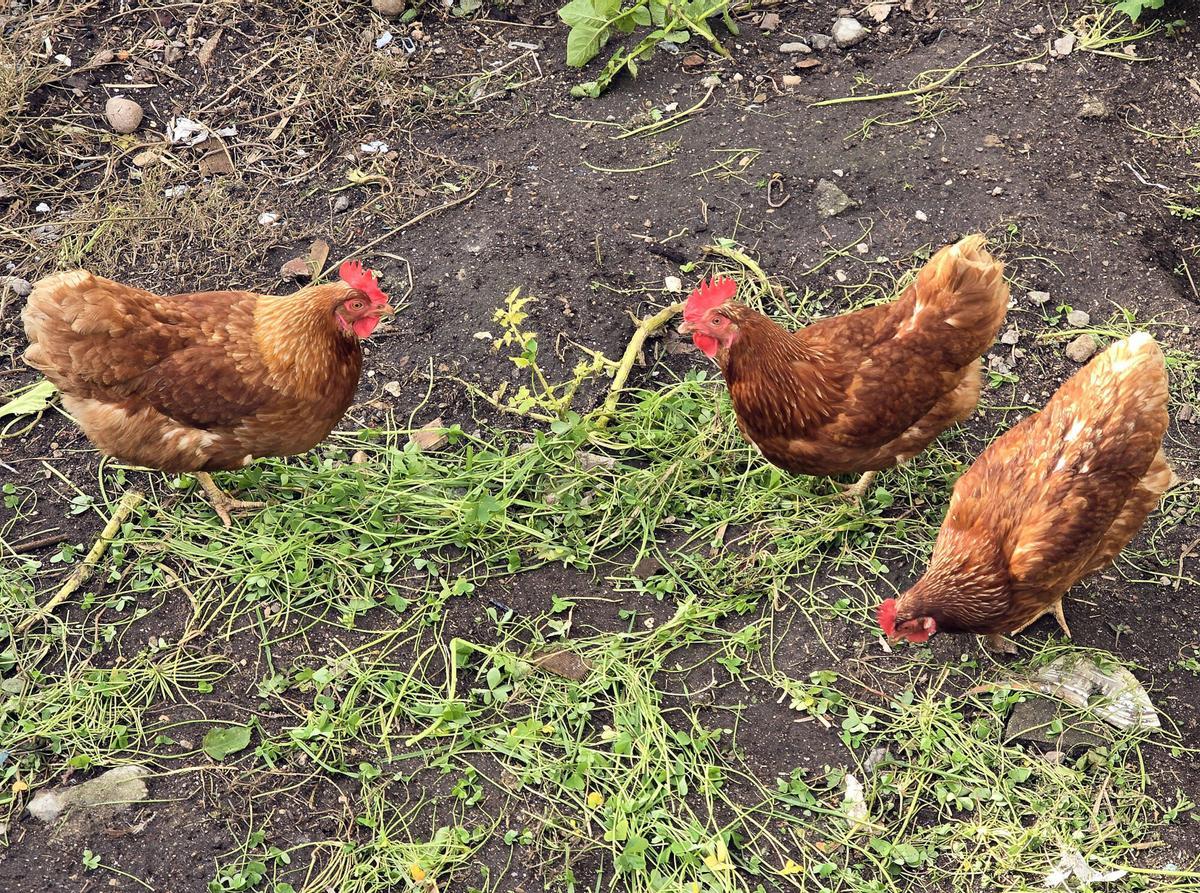 Varias gallinas en un corral.