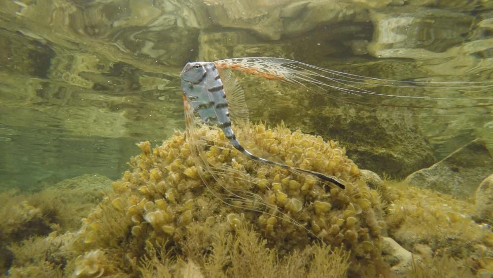 Fische Meerestiere Mallorca