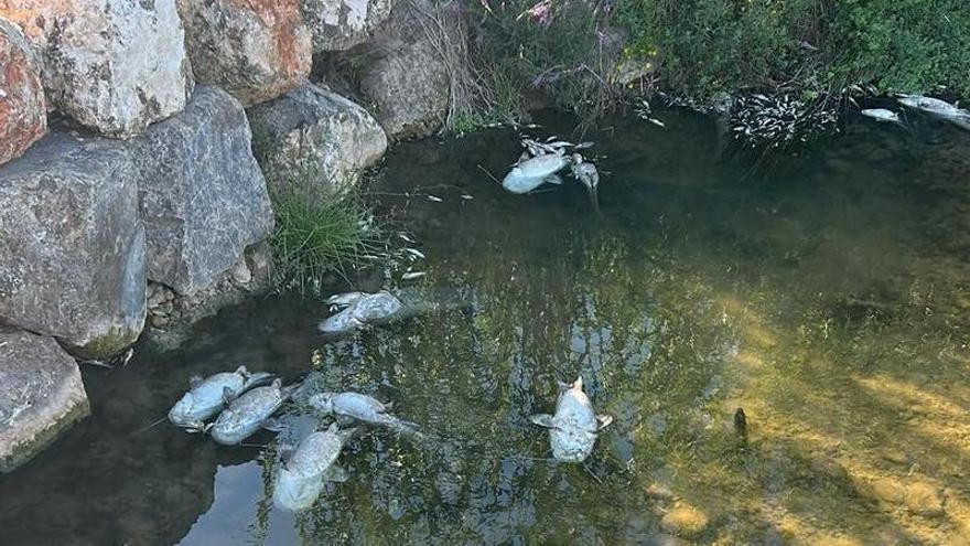La CHJ retira 1.500 kilos de peces muertos del Magro