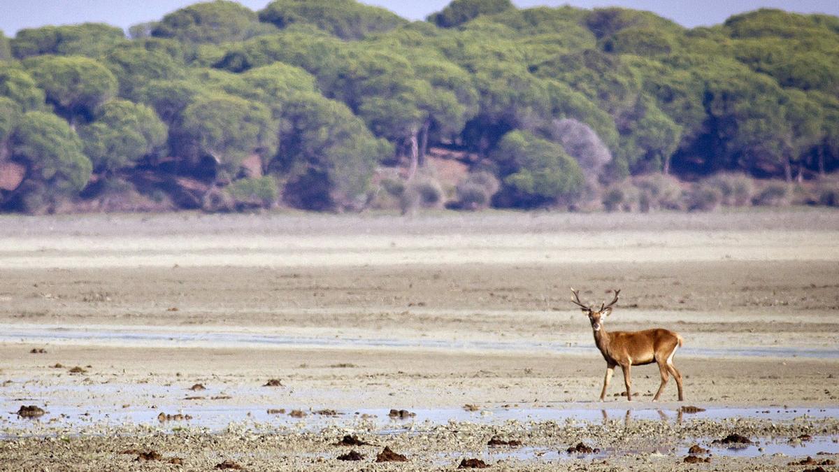 El cuerpo ha aparecido en la zona costera del Parque Nacional de Doñana (Huelva).