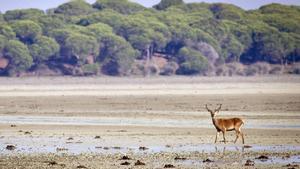 El cuerpo ha aparecido en la zona costera del Parque Nacional de Doñana (Huelva).