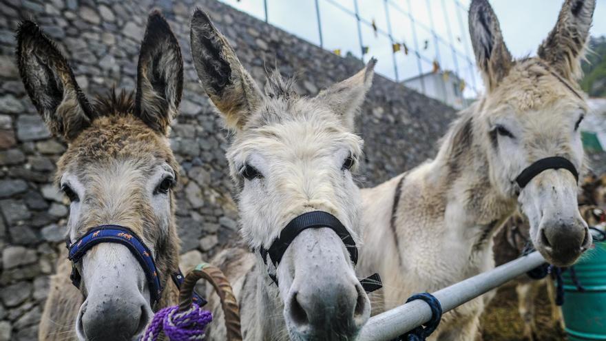 La vida padre de los burros