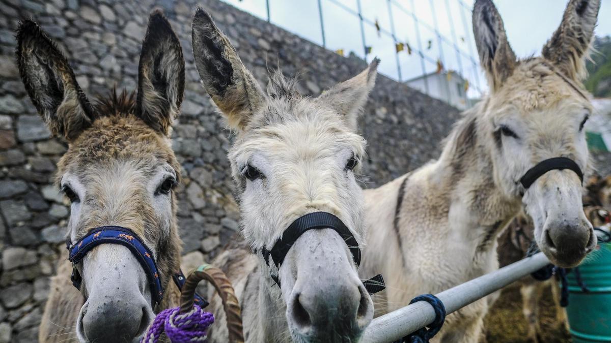Feria del burro de La Culata de Tejeda