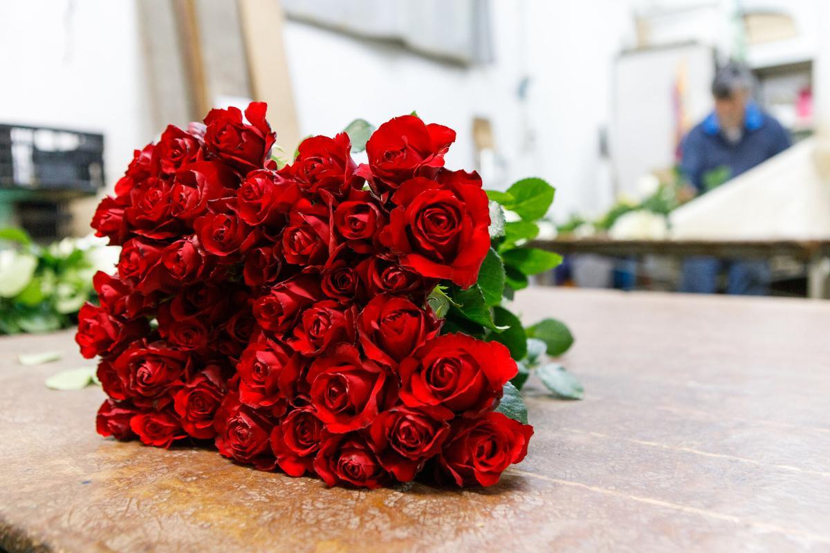 Ramo de rosas cultivadas por Joaquim Pons en Santa Susanna (Maresme), en una imagen tomada el año pasado.