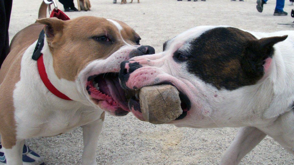 Dos gossos de la raça pitbull, en una imatge d'arxiu.