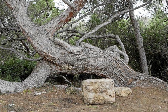 In Es Carnatge, dem letzten unverbauten Küstenabschnitt Palmas, aasten einst die Geier. Nun soll hier ein Park entstehen.