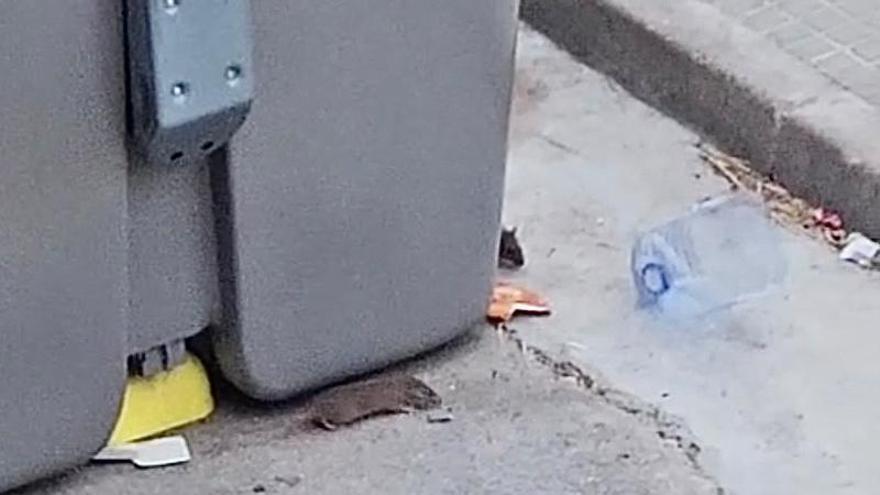 Veïns del carrer de Sant Llàtzer de Manresa fa més de mig any que tenen una colònia de rates vivint davant de casa
