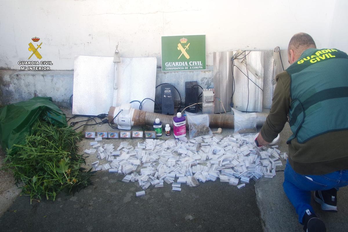 Detenido en Carballo al desmantelar la Guardia Civil un punto de venta de drogas con más de 30 plantas de marihuana.