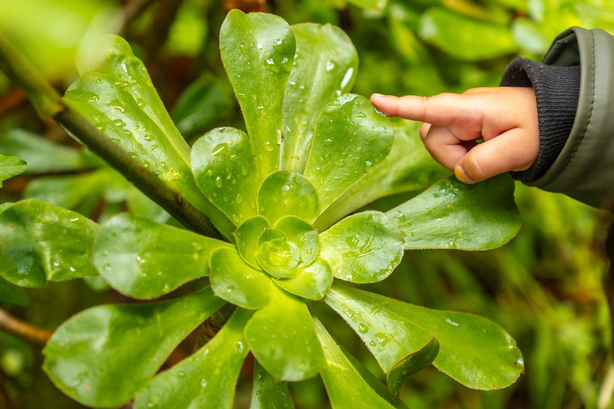 Reserva Natural Especial de los Tilos de Moya, Gran Canaria