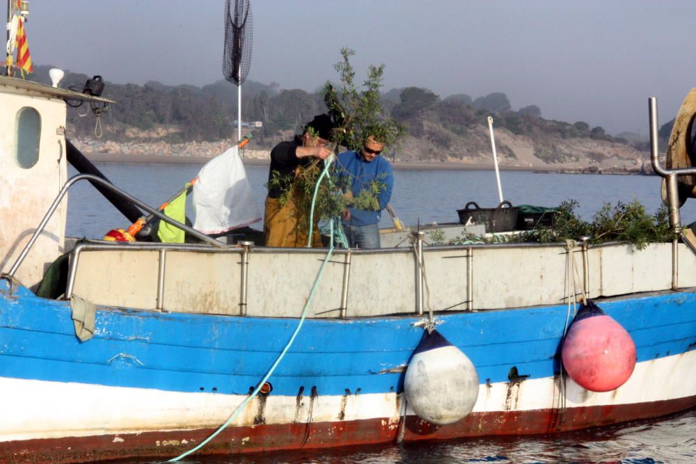 Pescadors de l’Escala submergint branques i incubadores d’ous al mar per recuperar desenes de milers de sèpies