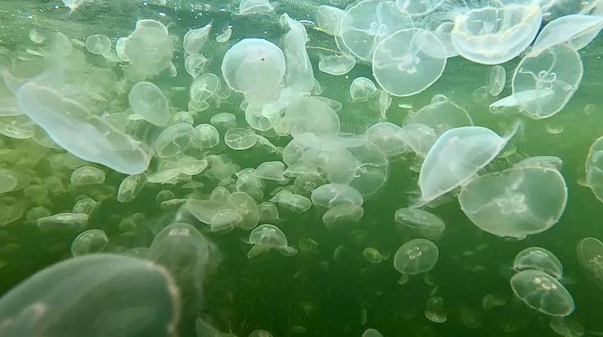 "Bloom" de medusas
