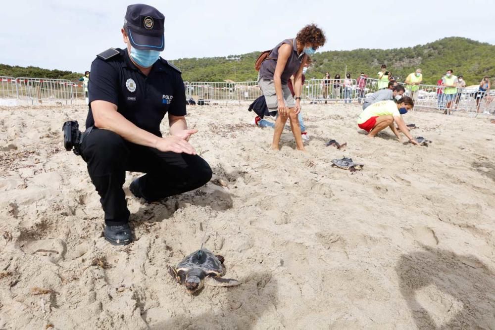 Liberadas en Ibiza 26 tortugas de la primera puesta registrada en Baleares