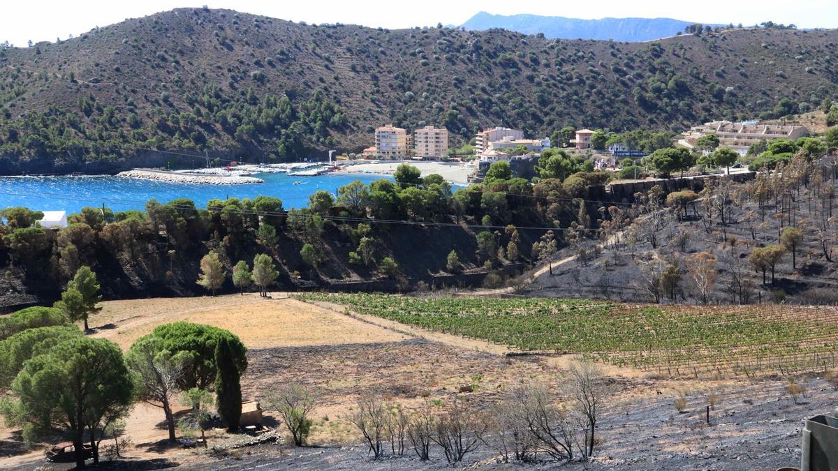 Les vinyes i les pastures, clau per frenar l'expansió de l'incendi de Colera i Portbou