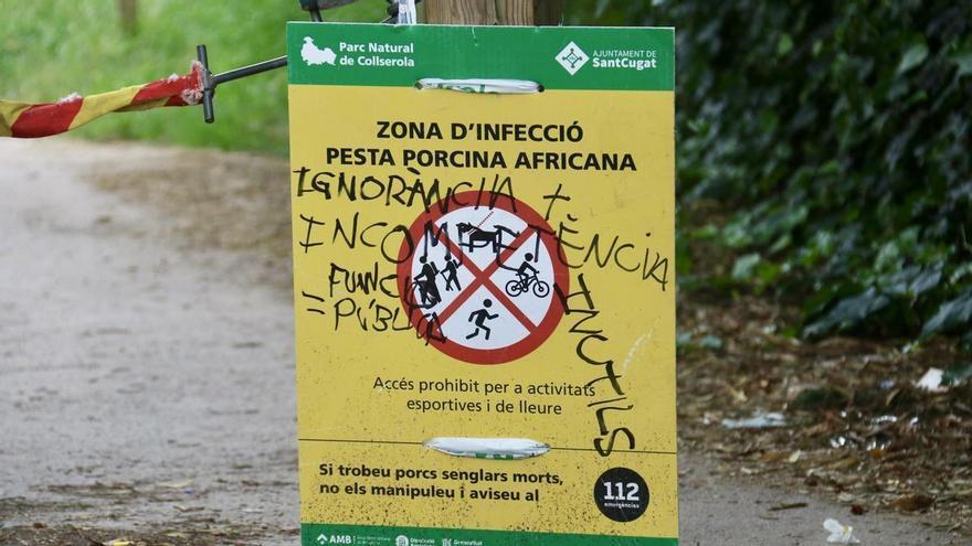 El Govern mantindrà les restriccions per la pesta porcina a Collserola "almenys fins a finals d'estiu"