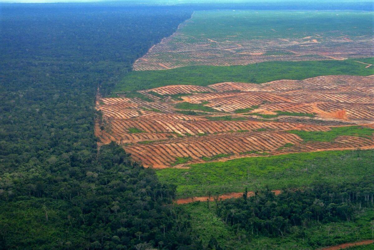 No solo Brasil, también Perú acelera la deforestación del Amazonas