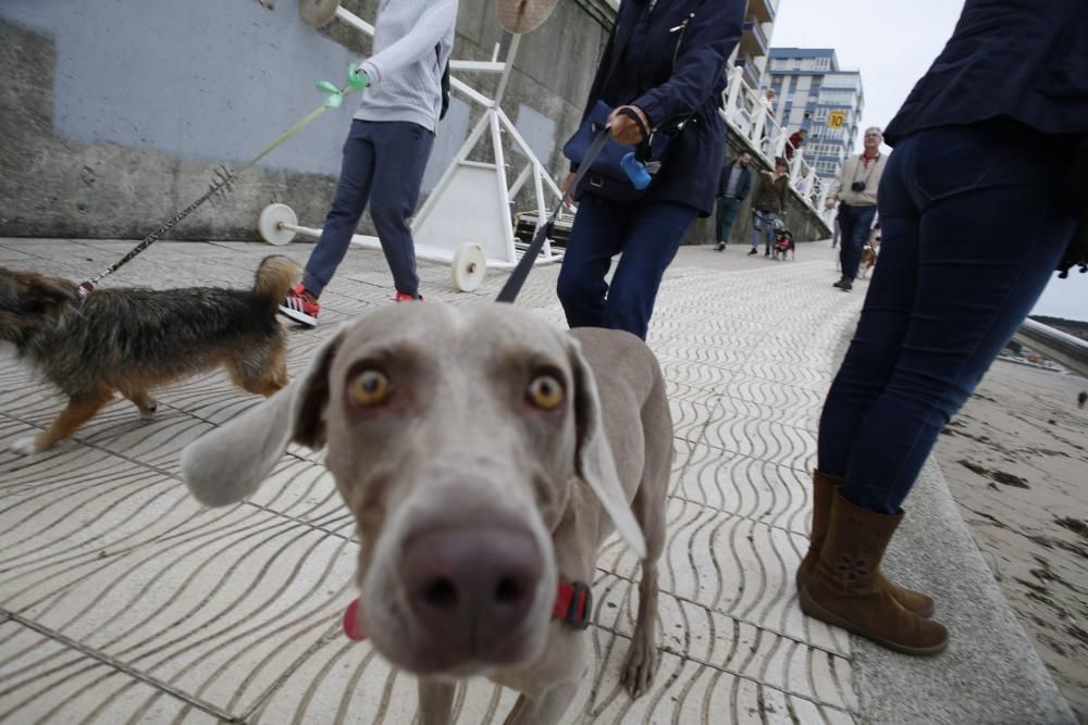 Concentración en la playa de Salinas para pedir el acceso para perros