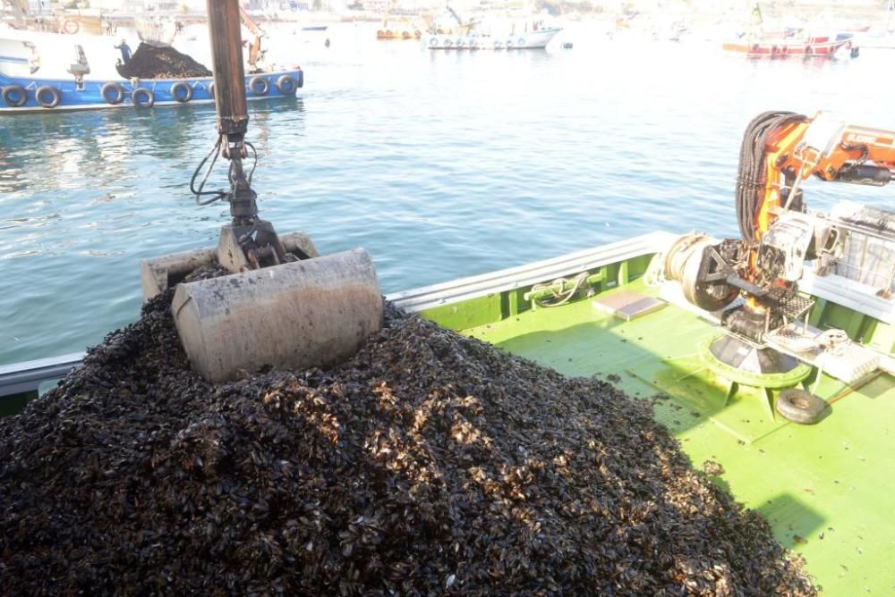 El cultivo de mejillón en Galicia.