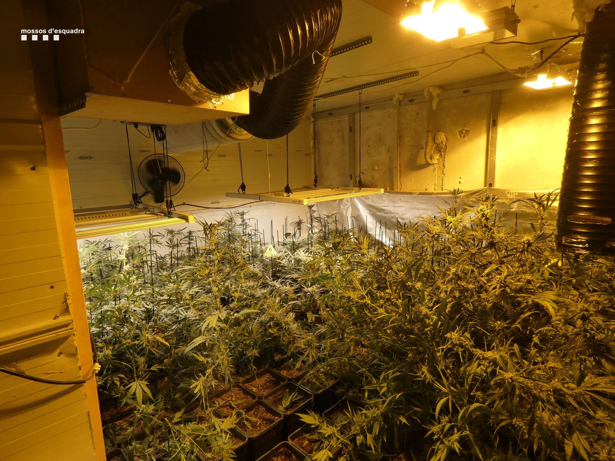 Plantació de marihuana de més de 3.400 plantes en una nau de Vila-sacra