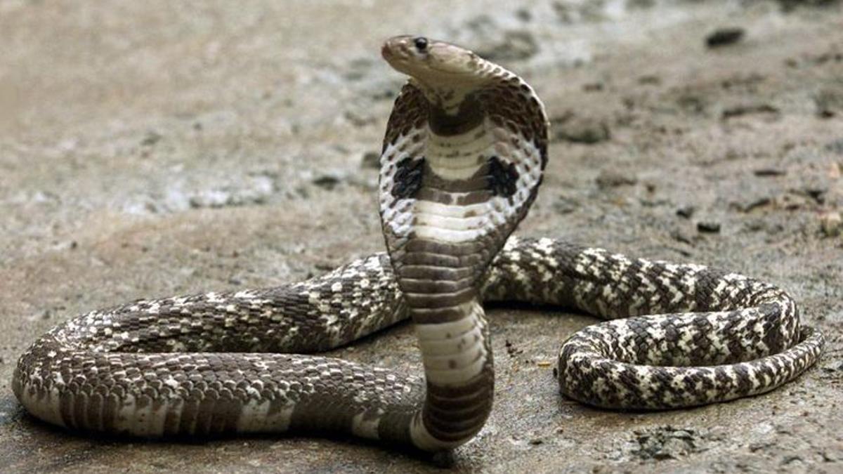 Las cobras, serpientes venenosas