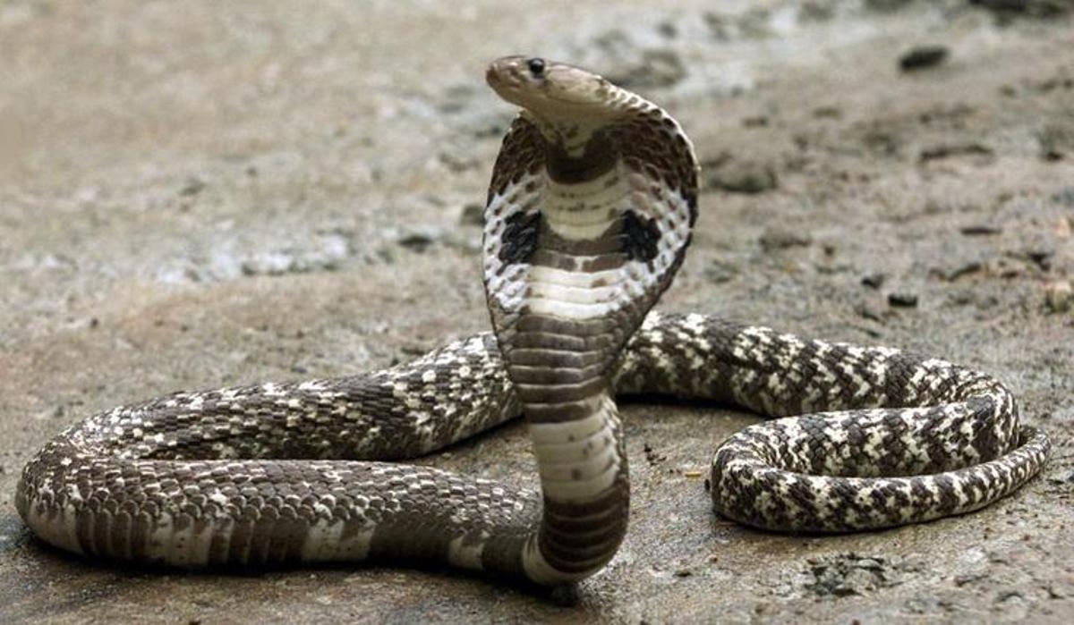 Las cobras, serpientes venenosas