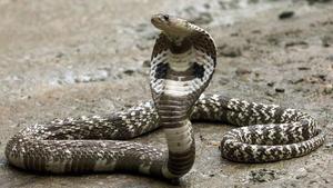 Las cobras, serpientes venenosas
