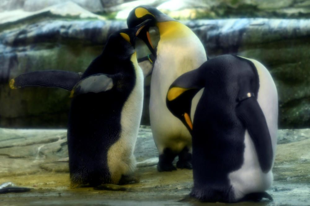 Broody male penguin couple adopt egg at Berlin Zoo