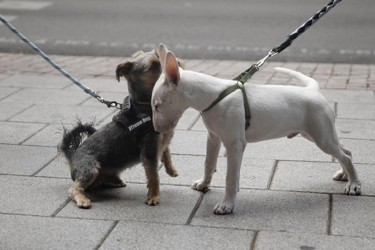 Entra en vigor la Ley de Protección Animal