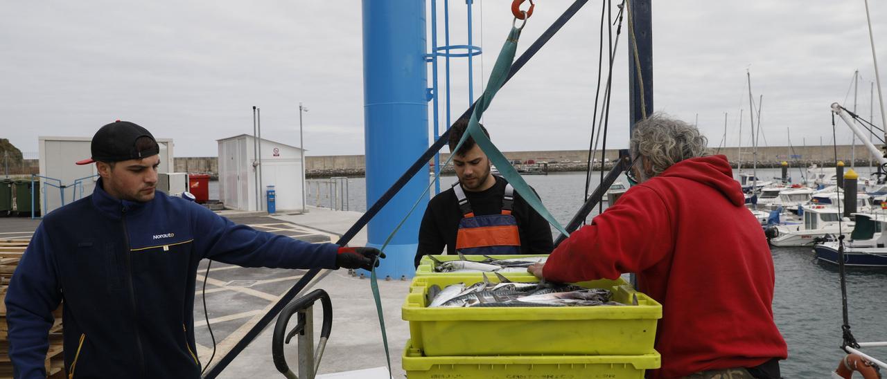 Descarga de xarda en el muelle de Luanco.