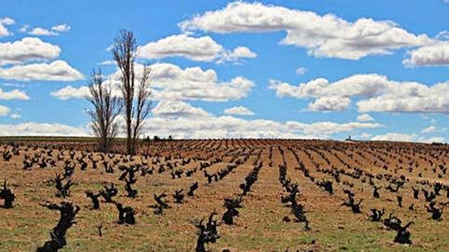 Viñedos en vaso podados de la DO Tierra del Vino en Villanueva de Campeán.