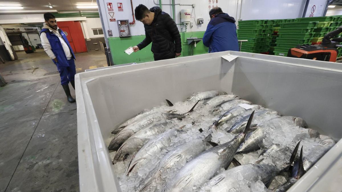 Una tina de bonito en la primera subasta del año pasado en Avilés