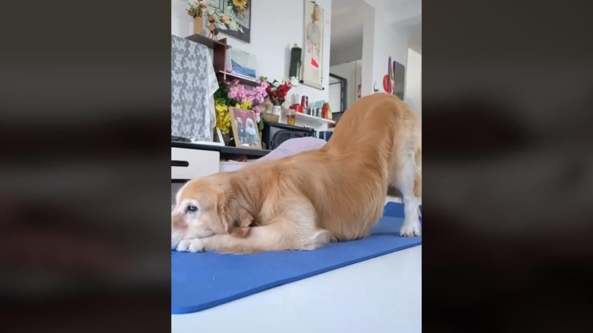 Perro haciendo pilates