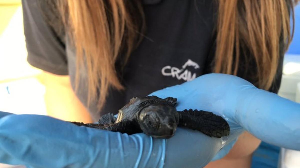 Nacen en la playa de Castelldefels las primeras tortugas bobas de la temporada | Vídeo