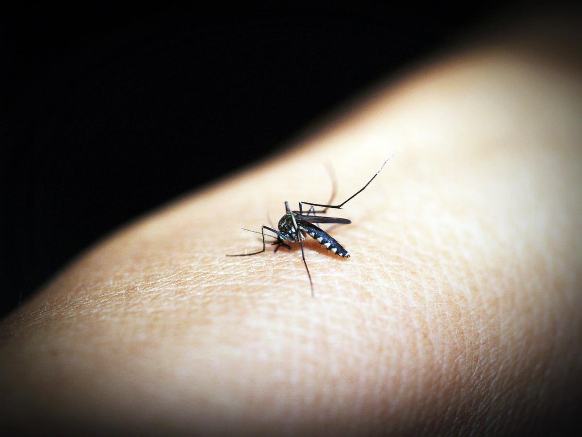 Los 3 motivos fundamentales por los que los mosquitos te pican siempre a ti: evítalos.