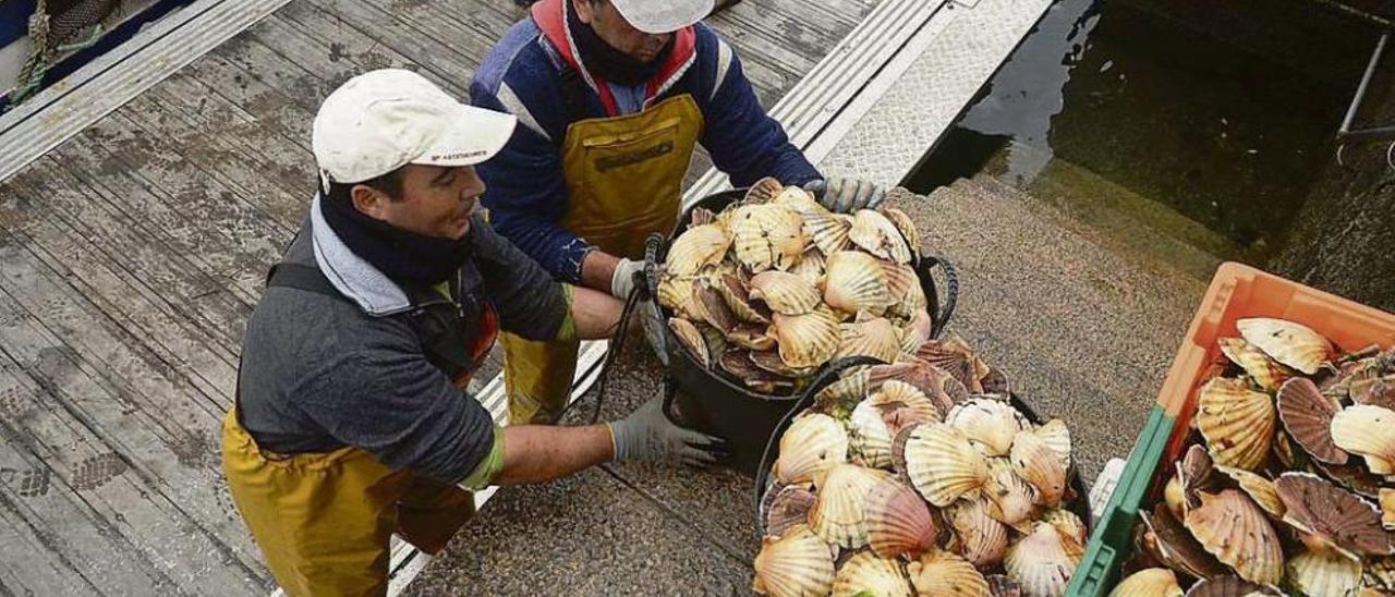 Descargas de vieira en el puerto de Cambados. // Noé Parga