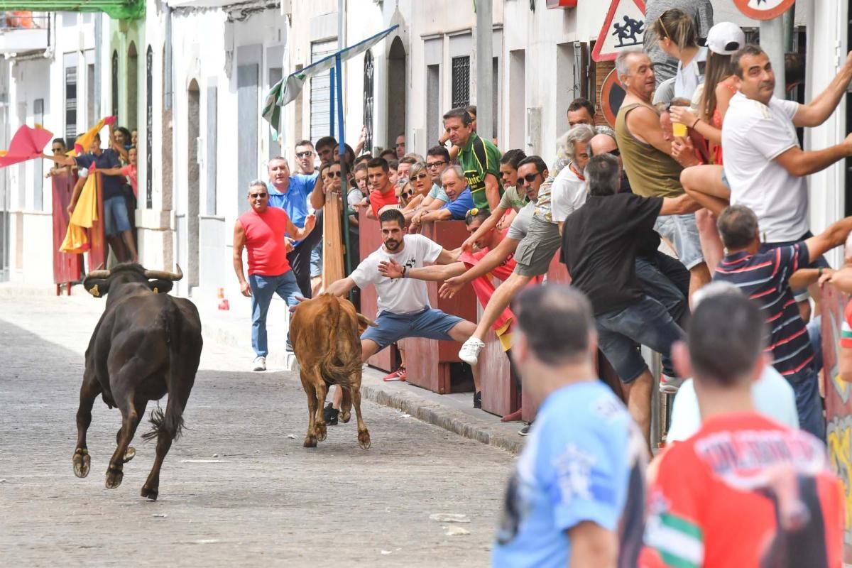 Primer encierro taurino en El Viso