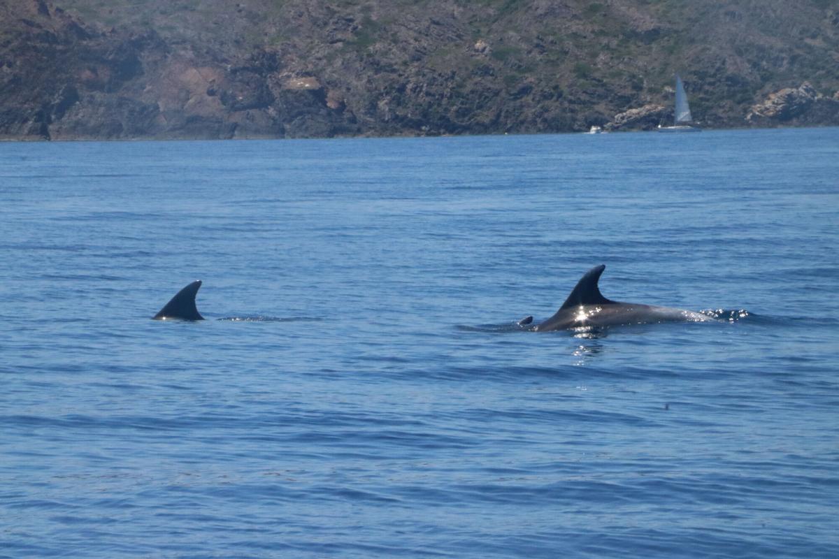 Un grup de dofins a tocar del far de cap de Creus